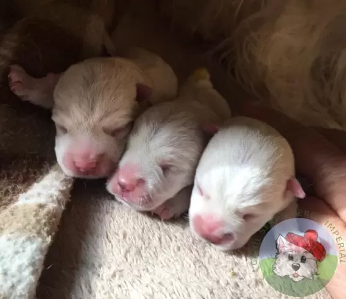 Machinhos com 7 dias de vida