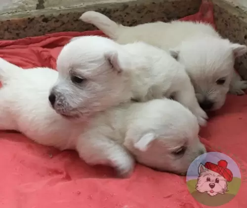 Machinhos com 20 dias de vida