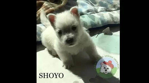 Shoyo aos 39 dias (09/09/22)