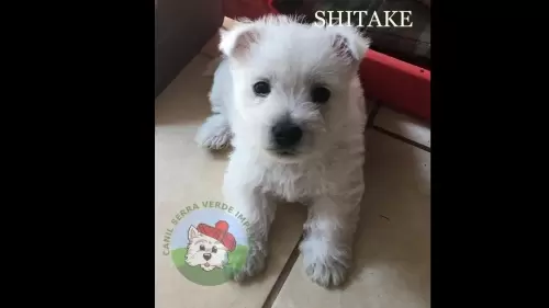 Shitake aos 39 dias (09/09/22)