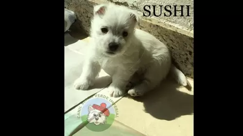 Sushi aos 39 dias (09/09/22)