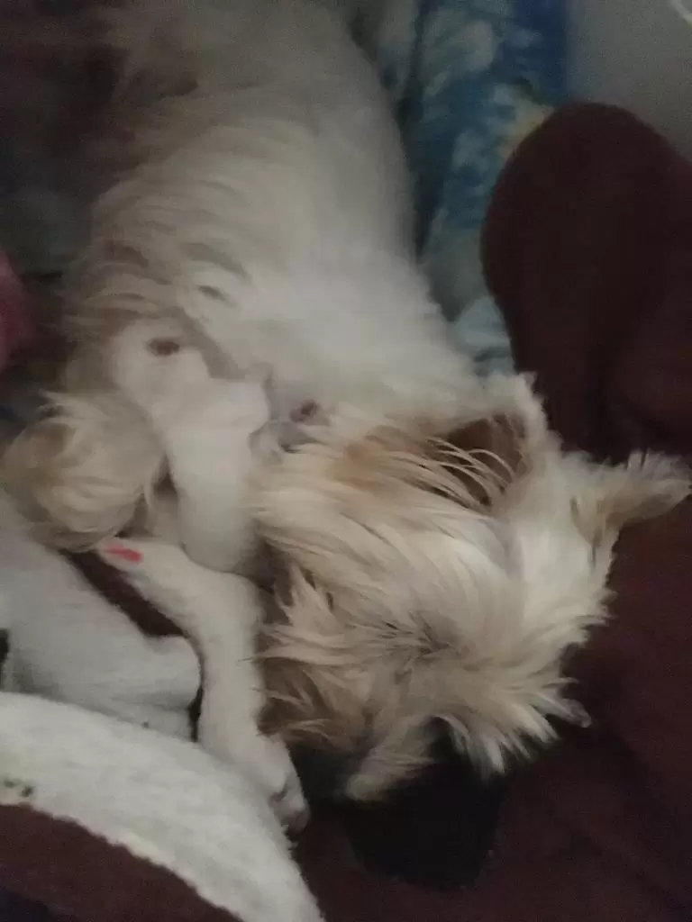 FILHOTES COM 1 DIA DE VIDA