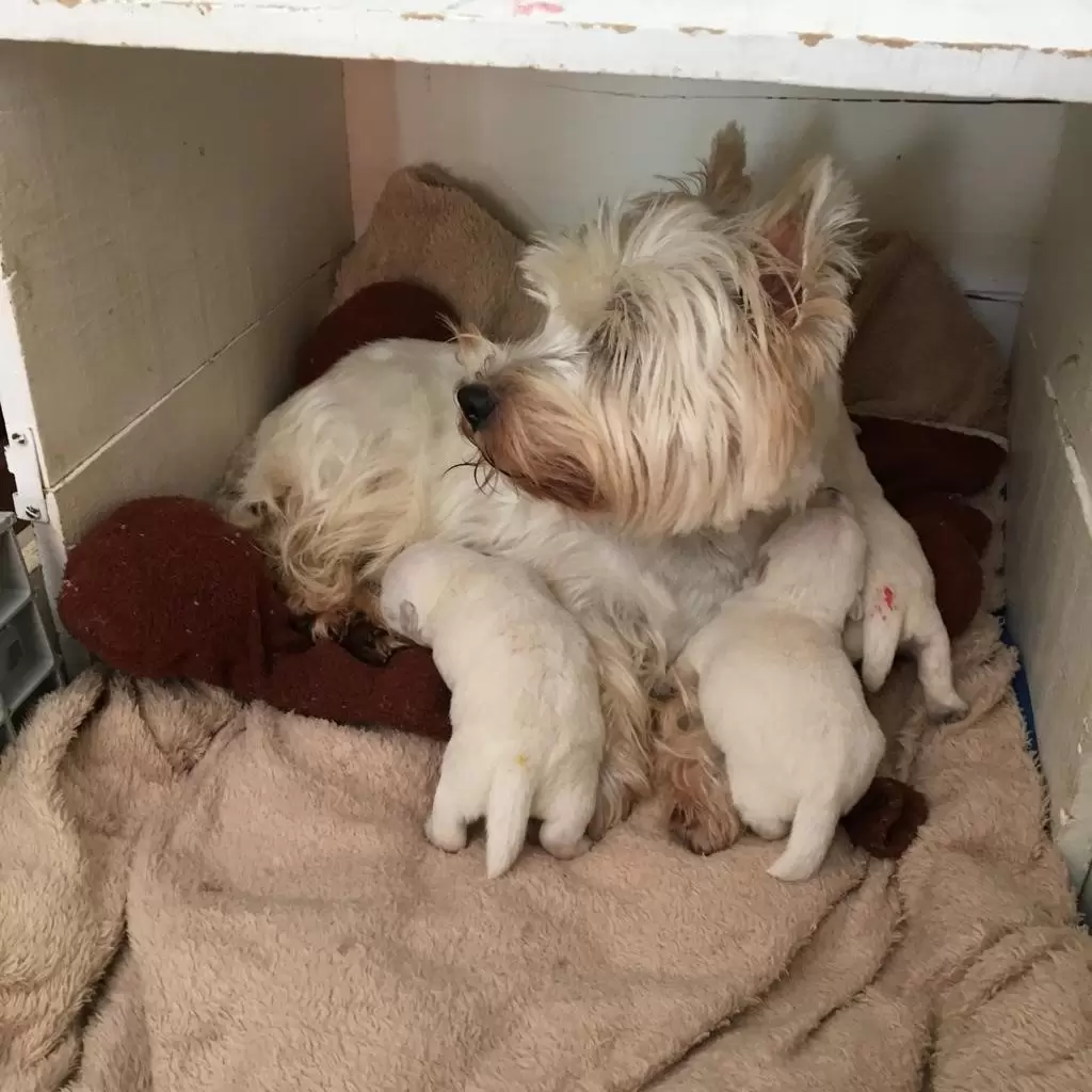 MAMÃE SCARLET E SEUS FILHOTES