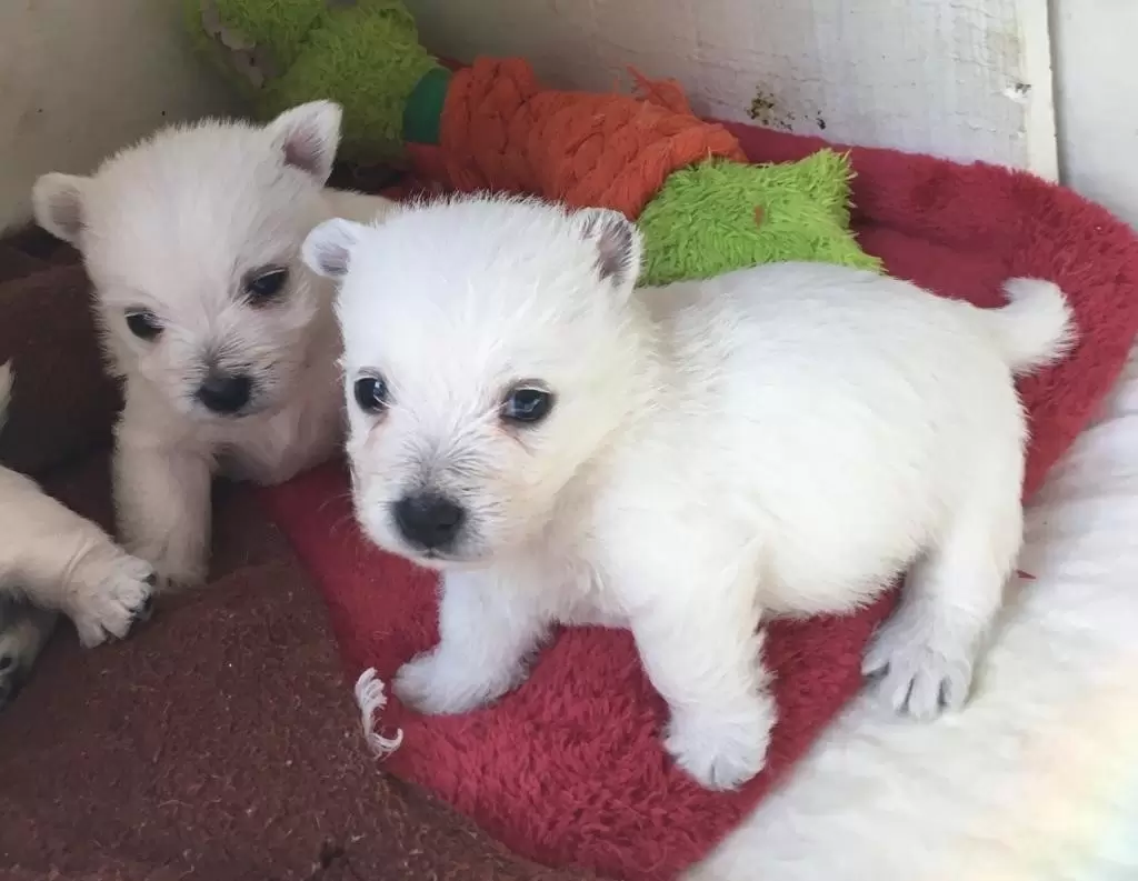 USKO E UZIE COM 27 DIAS