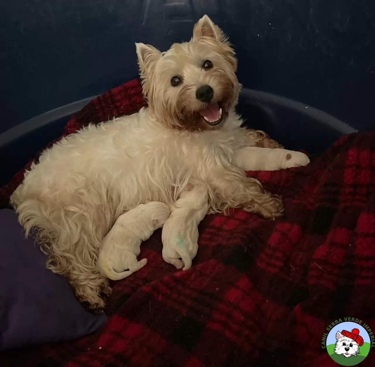 Nanuk e os filhotes com um dia de vida.
Em 29/04/2025