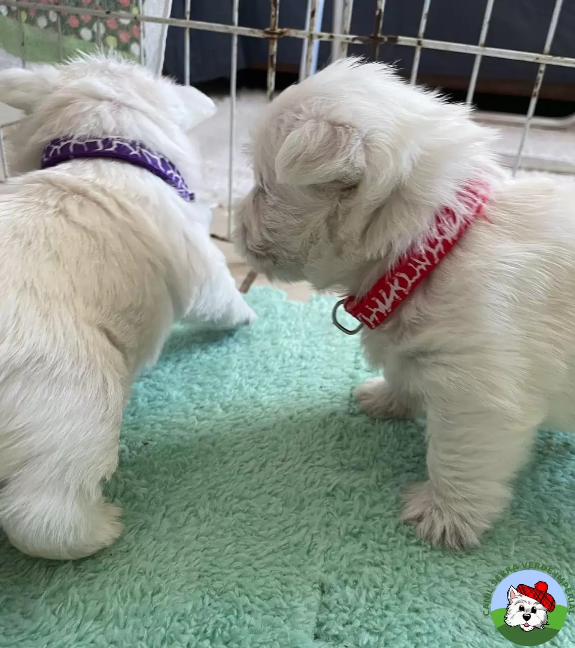 Átila (coleira vermelha) e Athos (coleira roxa) com 1 mês